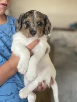 F1 Merle Boogle, a female Beagle and Poodle - Miniature  for sale in Moses Lake, WA – 7 of 7