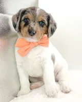 F1 Merle Boogle, a female Beagle and Poodle - Miniature  for sale in Moses Lake, WA – 1 of 7
