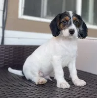 F1 Boogle Tri M, a male Beagle and Poodle - Miniature  for sale in Moses Lake, WA – 4 of 9