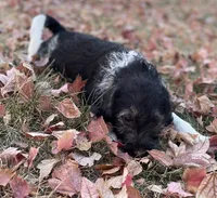F1 Beagapoo , a male Beagle and Poodle - Miniature  for sale in Moses Lake, WA – 6 of 7