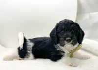 F1 Beagapoo , a male Beagle and Poodle - Miniature  for sale in Moses Lake, WA – 2 of 4