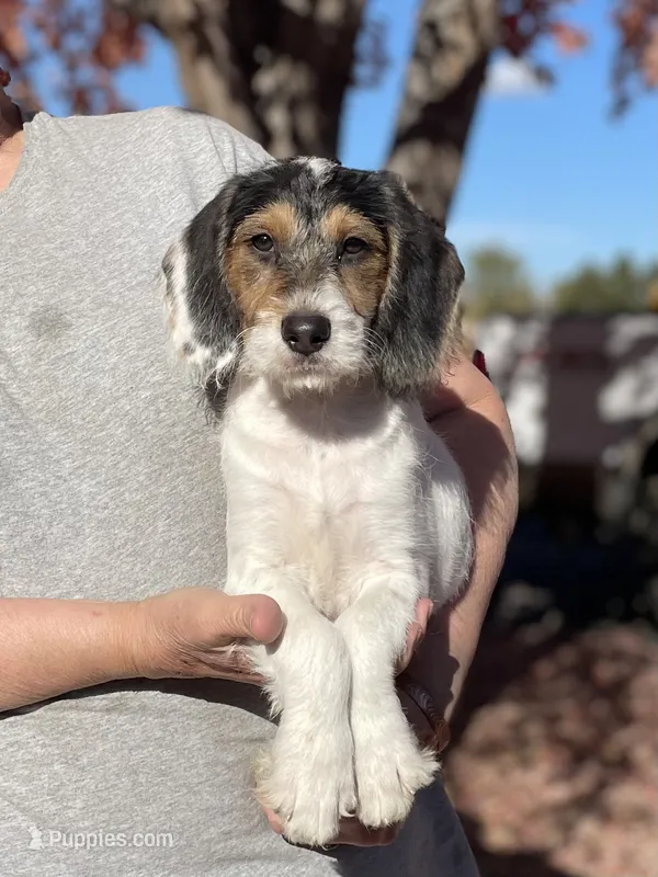 F1 Boogle Tri – Beagle, Poodle - Miniature  puppy for sale in Moses Lake, WA