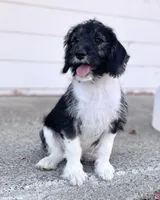 F1 Beagapoo , a male Beagle and Poodle - Miniature  for sale in Moses Lake, WA – 3 of 7
