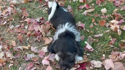 F1 Beagapoo , a male Beagle and Poodle - Miniature  for sale in Moses Lake, WA – 7 of 7