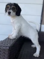 F1 Boogle Tri, a female Beagle and Poodle - Miniature  for sale in Moses Lake, WA – 3 of 5
