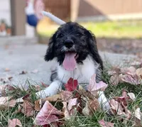 F1 Beagapoo , a male Beagle and Poodle - Miniature  for sale in Moses Lake, WA – 2 of 7
