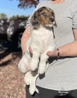 F1 Merle Boogle, a female Beagle and Poodle - Miniature  for sale in Moses Lake, WA – 3 of 5