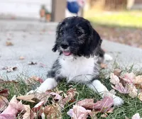 F1 Beagapoo , a male Beagle and Poodle - Miniature  for sale in Moses Lake, WA – 5 of 7