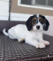 F1 Boogle Tri M, a male Beagle and Poodle - Miniature  for sale in Moses Lake, WA – 9 of 9
