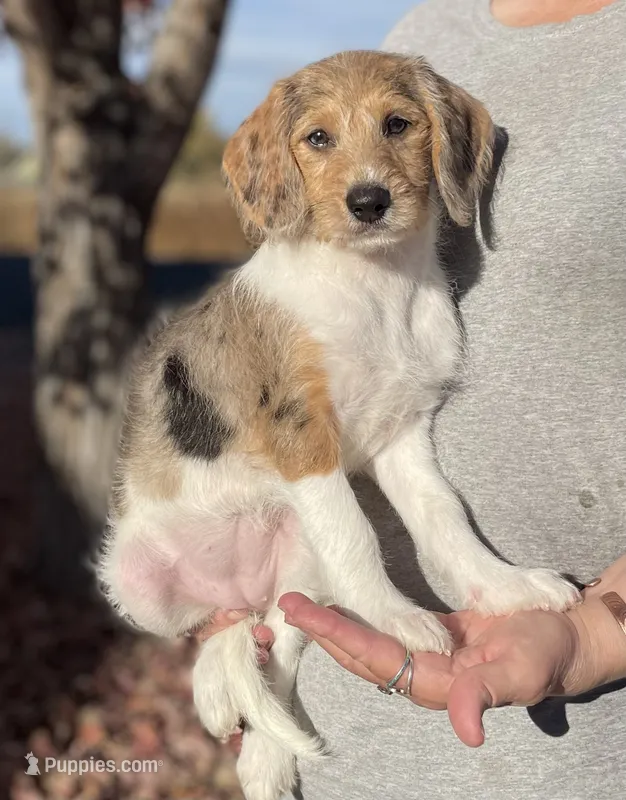 F1 Merle Beagapoo – Beagle, Poodle - Miniature  puppy for sale in Moses Lake, WA