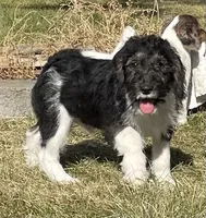 F1 Beagapoo , a male Beagle and Poodle - Miniature  for sale in Moses Lake, WA – 4 of 7