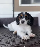 F1 Boogle Tri M, a male Beagle and Poodle - Miniature  for sale in Moses Lake, WA – 5 of 9