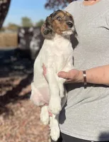 F1 Merle Boogle, a female Beagle and Poodle - Miniature  for sale in Moses Lake, WA – 4 of 5