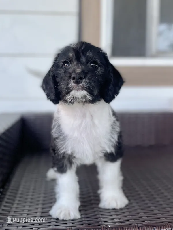 F1 Beagapoo  – Beagle, Poodle - Miniature  puppy for sale in Moses Lake, WA