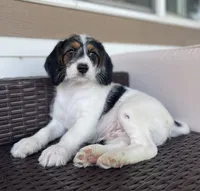 F1 Boogle Tri M, a male Beagle and Poodle - Miniature  for sale in Moses Lake, WA – 6 of 9