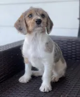 F1 Merle Beagapoo, a female Beagle and Poodle - Miniature  for sale in Moses Lake, WA – 4 of 5