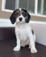 F1 Boogle Tri M, a male Beagle and Poodle - Miniature  for sale in Moses Lake, WA – 7 of 9