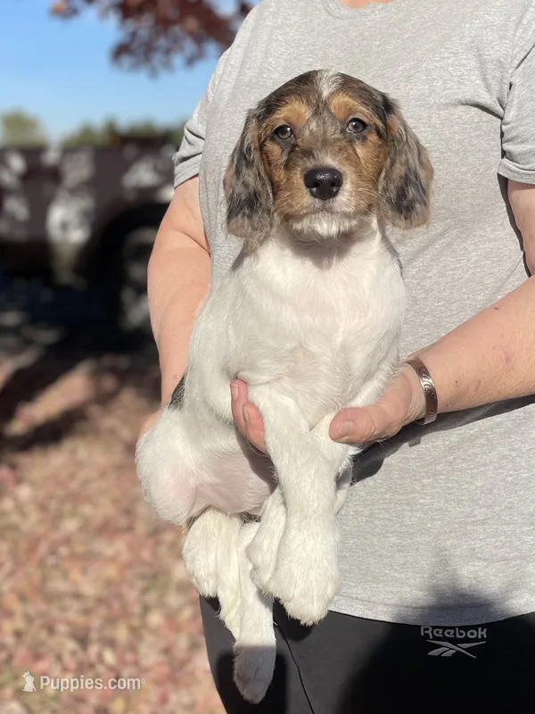 F1 Merle Boogle – Beagle, Poodle - Miniature  puppy for sale in Moses Lake, WA