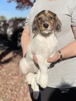 F1 Merle Boogle, a female Beagle and Poodle - Miniature  for sale in Moses Lake, WA – 1 of 5