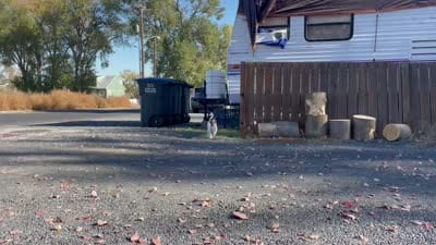 F1 Merle Boogle, a female Beagle and Poodle - Miniature  for sale in Moses Lake, WA – 5 of 5
