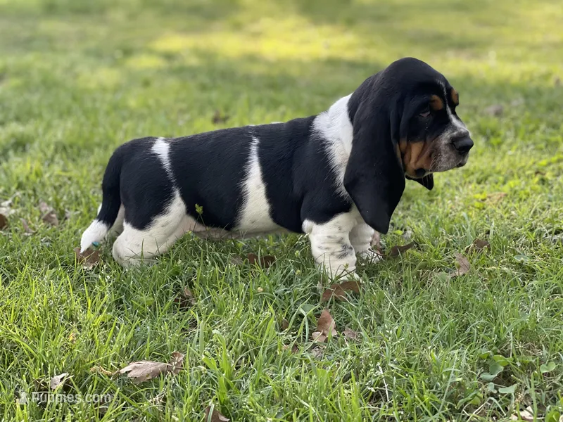 Fred – Basset Hound puppy for sale in Wills Point, TX