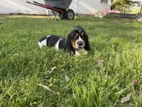 Fred, a male Basset Hound for sale in Wills Point, TX – Photo 2 of 3