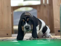 Fred, a male Basset Hound for sale in Wills Point, TX – Photo 3 of 3