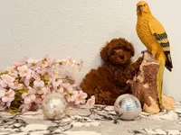 AKC male tiny, a male Poodle - Toy  for sale in North Highlands, CA – 8 of 9