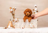 Male AKC , a male Poodle - Toy  for sale in North Highlands, CA – Photo 2 of 2