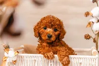Male AKC , a male Poodle - Toy  for sale in North Highlands, CA – Photo 1 of 2