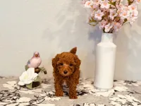 Female AKC tiny, a female Poodle - Toy  for sale in North Highlands, CA – 2 of 6