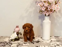 Female AKC tiny, a female Poodle - Toy  for sale in North Highlands, CA – 1 of 6