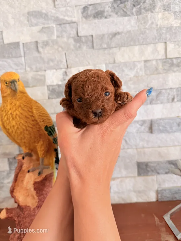 Female tea cup poodle AKC – Poodle - Toy  puppy for sale in North Highlands, CA