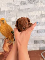 Female tea cup poodle AKC, a female Poodle - Toy  for sale in North Highlands, CA – 1 of 3
