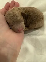 Male teacup AKC, a male Poodle - Toy  for sale in North Highlands, CA – Photo 2 of 3