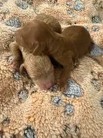 Male teacup AKC, a male Poodle - Toy  for sale in North Highlands, CA – Photo 3 of 3