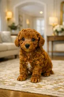AKC male , a male Poodle - Toy  for sale in North Highlands, CA – 3 of 3