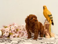 AKC male tiny, a male Poodle - Toy  for sale in North Highlands, CA – 3 of 9