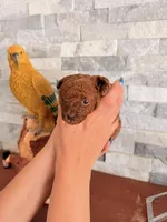 Female tea cup poodle AKC, a female Poodle - Toy  for sale in North Highlands, CA – 2 of 3