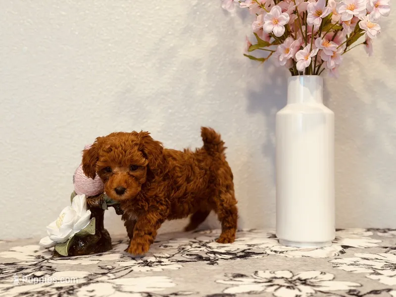 AKC male  – Poodle - Toy  puppy for sale in North Highlands, CA