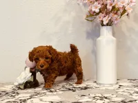 AKC male tiny, a male Poodle - Toy  for sale in North Highlands, CA – 1 of 9