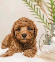 Female , a female Poodle - Toy  for sale in North Highlands, CA – Photo 1 of 2