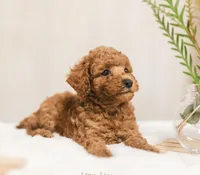 Female , a female Poodle - Toy  for sale in North Highlands, CA – Photo 2 of 2