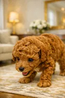 Male AKC tiny , a male Poodle - Toy  for sale in North Highlands, CA – 2 of 2