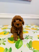 Female AKC, a female Poodle - Toy  for sale in North Highlands, CA – 2 of 2