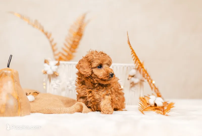 Male AKC tiny  – Poodle - Toy  puppy for sale in North Highlands, CA