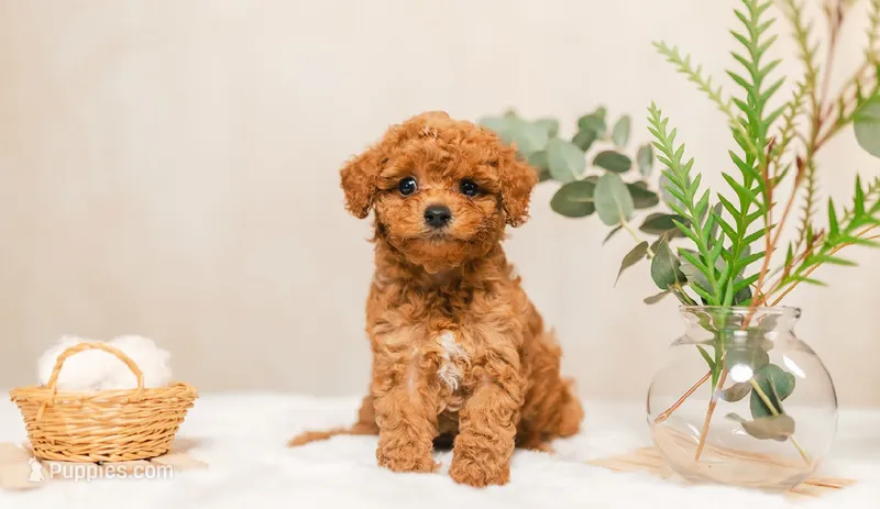 AKC male  – Poodle - Toy  puppy for sale in North Highlands, CA
