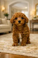 Female AKC, a female Poodle - Toy  for sale in North Highlands, CA – 1 of 2