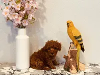 AKC male tiny, a male Poodle - Toy  for sale in North Highlands, CA – 2 of 9