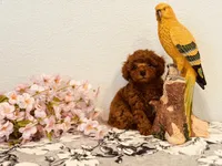 AKC male tiny, a male Poodle - Toy  for sale in North Highlands, CA – 6 of 9